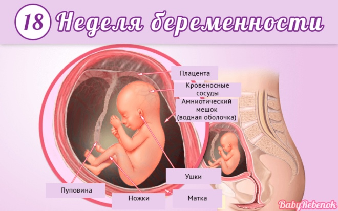 Скрининг на выявление врожденных заболеваний плода при беременности